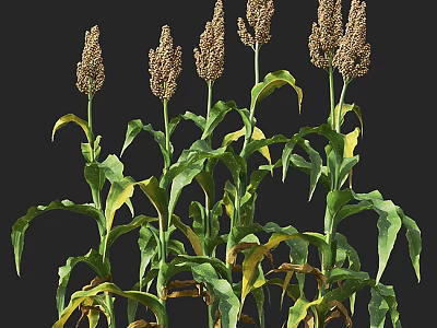 Healthy Sorghum Plants With Green Leaves And Brown Panicles In Growth 3d model