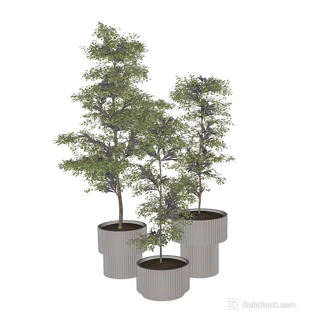 Three Bonsai Plants in Cylindrical Striped Planters with Lush Green Foliage 3d model 