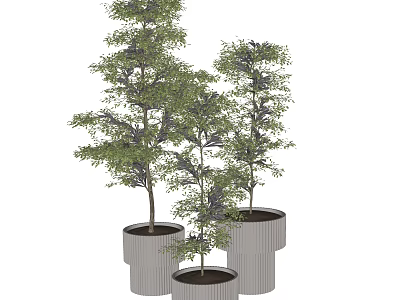 Three Bonsai Plants in Cylindrical Striped Planters with Lush Green Foliage 3d model