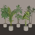 Indoor Decorative Potted Plants With Various Green Leafy Species In Gray Ceramic Pots