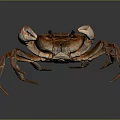 Brown Crab With Large Claws Long Legs And Reflection On Gray Background 3d model