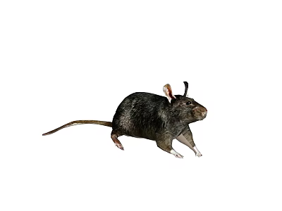 modern animal mouse 3d model