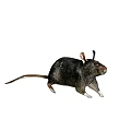 Small Reptile With Scaly Skin And Long Tail In Natural Habitat