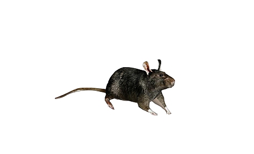 modern animal mouse 3d model