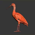 Red bird with long beak standing on smooth black surface against gray gradient background