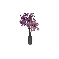 Bonsai Plant With Purple And Pink Flowers Brown Trunk In Black Cylindrical Pot