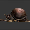 A textured brown beetle with long antennae and shiny shell on dark background