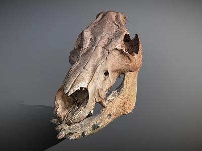Animal Skull Fossil Skeleton With Prehistoric Bone Structure And Anatomical Features 3d model