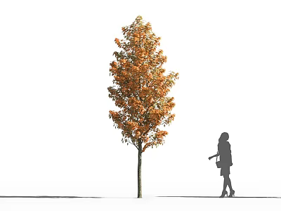 Tall Arbor with Orange Yellow Leaves and Pedestrian Silhouette in White Background 3d model
