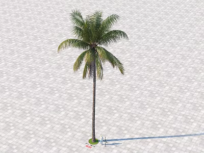 Tall Palm Tree With Slender Trunk And Feathery Leaves On Paved Ground 3d model