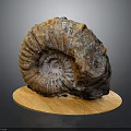 Detailed Organ And Hair Structure Display With Natural Biological Texture