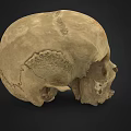 Man Examining Ancient Human Skull With Detailed Bone Structure And Features 3d model