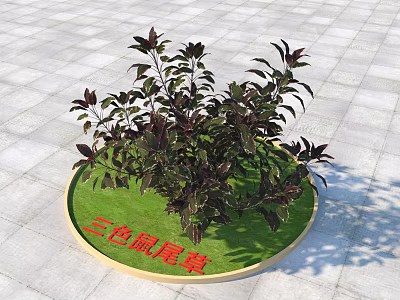 Three Color Sage Plant With Purple Leaves In Circular Green Grass Planter On Outdoor Pavement 3d model