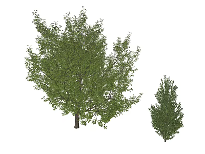 Lush Green Arbor With Dense Foliage Strong Branches And Natural Trunk 3d model