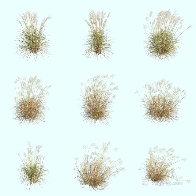 Various Herbaceous Grasses in Different Shapes Arranged with Green and Brown Tones on White Background 3d model 