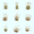 Various Herbaceous Grasses in Different Shapes Arranged with Green and Brown Tones on White Background