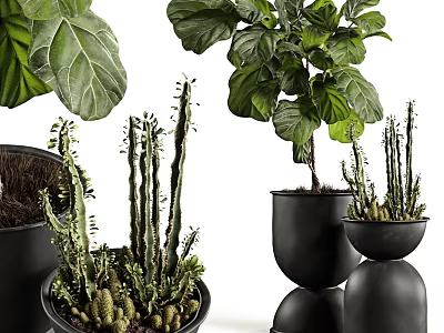 Decorative Bonsai Potted Plants With Various Green Foliage And Black Ceramic Pots 3d model