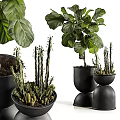 Decorative Bonsai Potted Plants With Various Green Foliage And Black Ceramic Pots