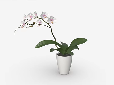 Elegant White Orchid Plant In White Ceramic Pot With Green Leaves 3d model
