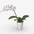 Elegant White Orchid Plant In White Ceramic Pot With Green Leaves