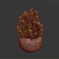 Green Potted Plant with Lush Foliage in Brown Stone Pot on Dark Background