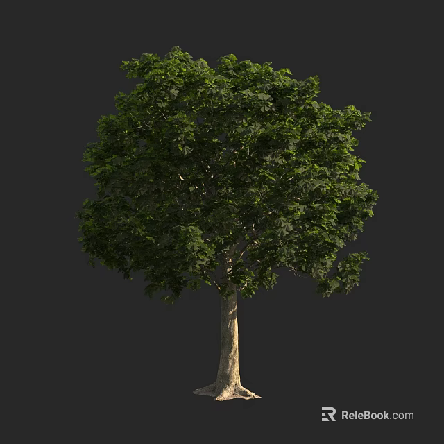 Lush Green Tree With Dense Foliage And Strong Trunk Against Dark Background 3d model 