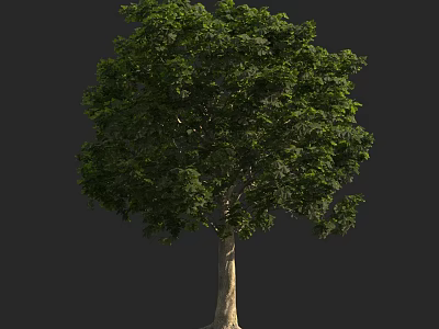 Lush Green Tree With Dense Foliage And Strong Trunk Against Dark Background 3d model