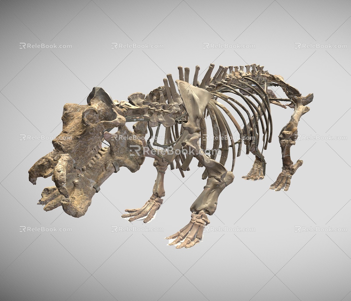 Reptile Bone Bone Equipment Animal Bones 3d model