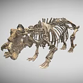 Reptile Skeleton With Complete Bone Structure And Scientific Exhibition Display Features 3d model