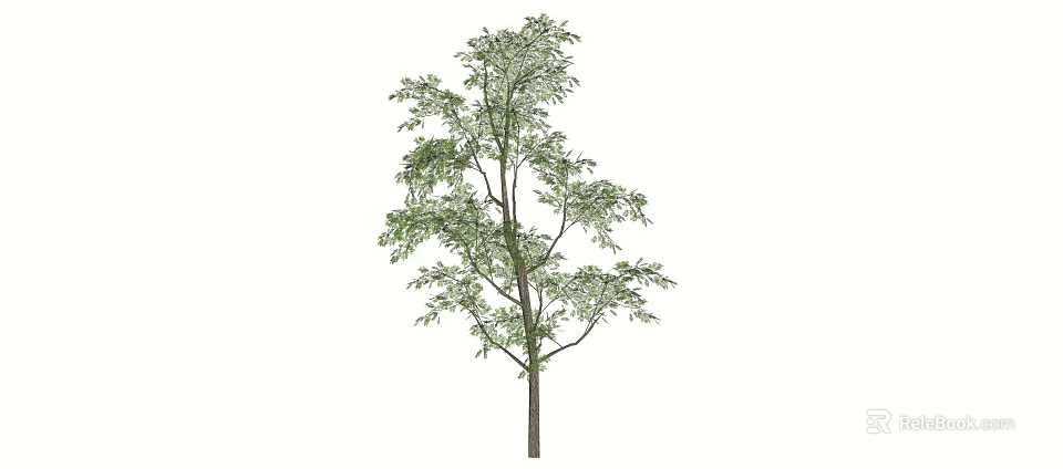 Tall Arbor With Lush Green Foliage And Straight Brown Trunk In Natural Scene 3d model 