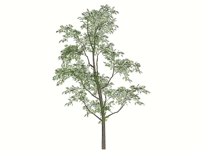 Tall Arbor With Lush Green Foliage And Straight Brown Trunk In Natural Scene 3d model