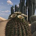 Various Shaped Succulent Cacti Growing in Sandy Desert with Blue Sky and White Clouds