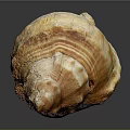 Natural Conch Shell With Organ Like Structure And Hair Like Texture
