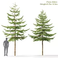 Decorative Tree Ornament Set With Human Silhouette For Size Reference And Landscape Decoration