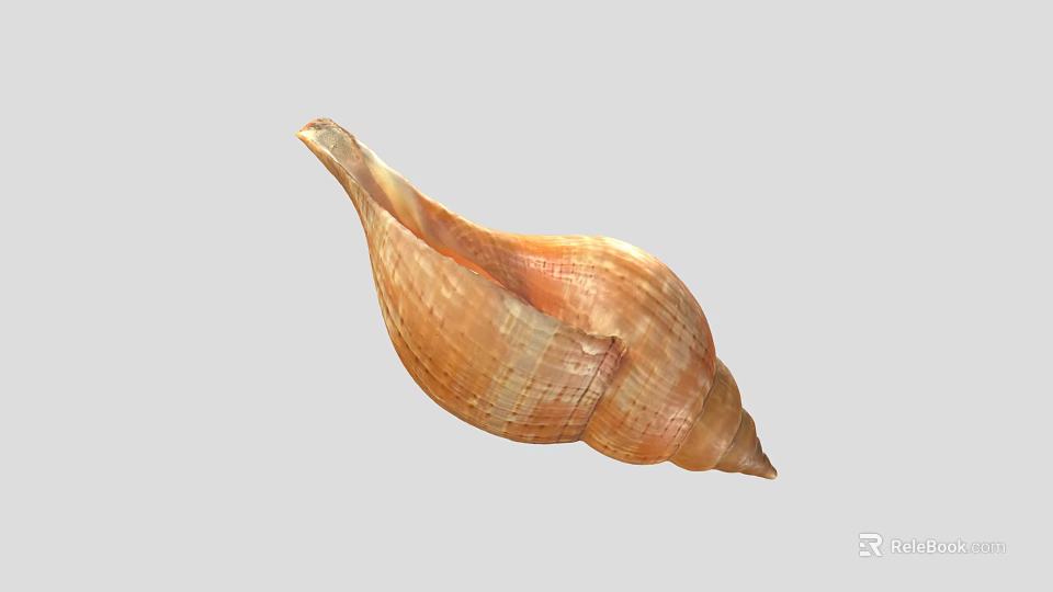 Textured Conch Shell Decorative Ornament Set for Home Living Room Decoration 3d model 