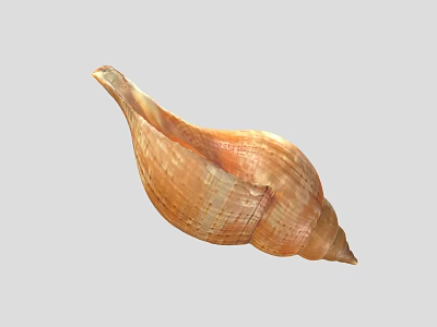Textured Conch Shell Decorative Ornament Set for Home Living Room Decoration 3d model
