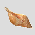 Textured Conch Shell Decorative Ornament Set for Home Living Room Decoration