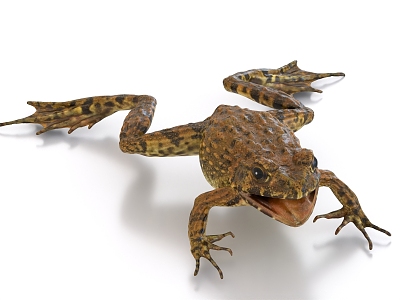 Bullfrog toad frog hemp turn frog 3d model