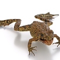 Bullfrog toad frog hemp turn frog 3d model