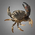 Close Up View Of Dark Colored Patterned Crab With Large Claws On Gray Background