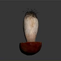 Red And White Mushroom Plant With Textured Caps And Soil Covered Stems On Gray Background