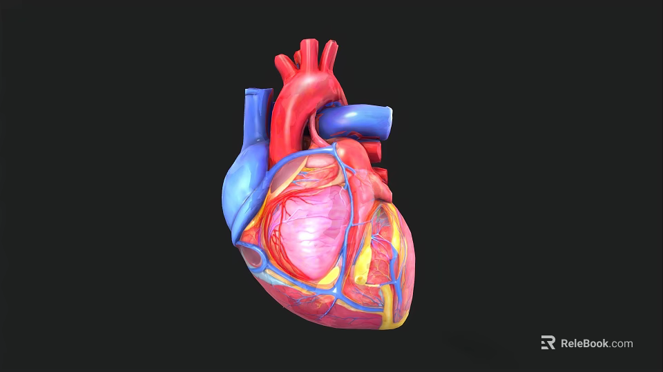 3D Rendered Heart Model With Red Blue Vessels And Clear Internal Structure On Black Background 3d model 
