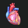 3D Rendered Heart Model With Red Blue Vessels And Clear Internal Structure On Black Background