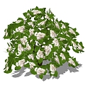 Plants 3d model