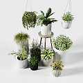 Hanging And Tabletop Potted Plants With Green Foliage In Various White Containers
