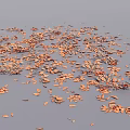 Natural Ground Cover With Orange Fallen Leaves Covering Gray Surface Area