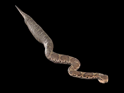 Brown And Beige Patterned Snake Reptile With Curved Body Isolated On Black Background 3d model