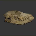 Detailed Mammal Skull Display With Natural Texture And Reflection On Dark Background