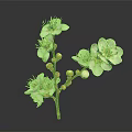Blooming Dainty White Flowers and Vibrant Orange Buds on Graceful Green Flower Branch
