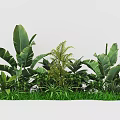Lush Tropical Plant Combination With Large Leaves Ferns And Green Foliage